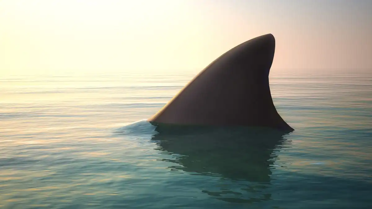 Playas abiertas después de 2 ataques de tiburones en el condado de Walton, Florida - Actualización de la víctima