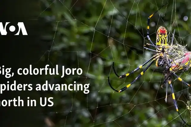 Grandes y coloridas arañas Joro avanzando hacia el norte de EE. UU.