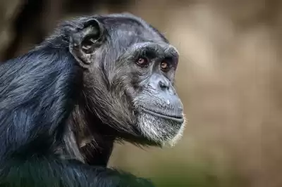 Un estudio sobre los bonobos revela pistas sobre las primeras alianzas humanas - Good Neighbors