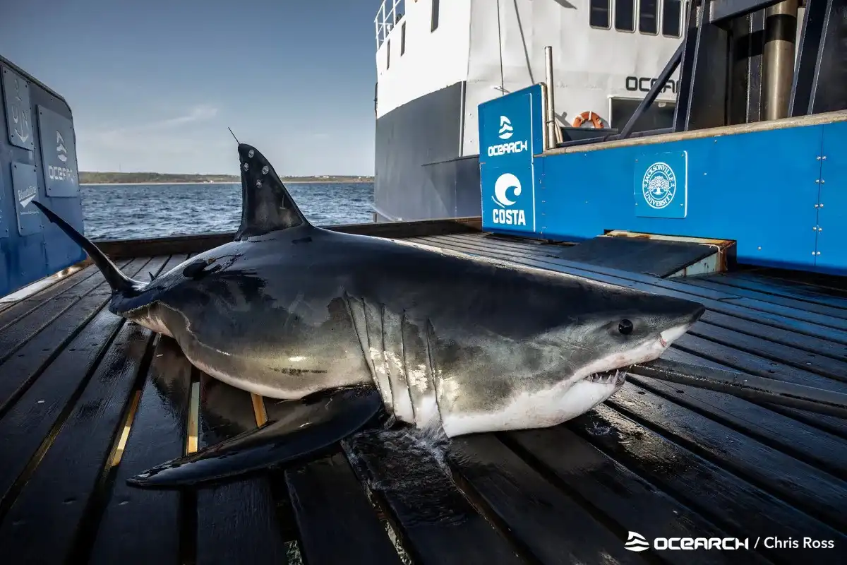 Preocupación por el ataque mortal de tiburón en aguas de Bahamas y Florida