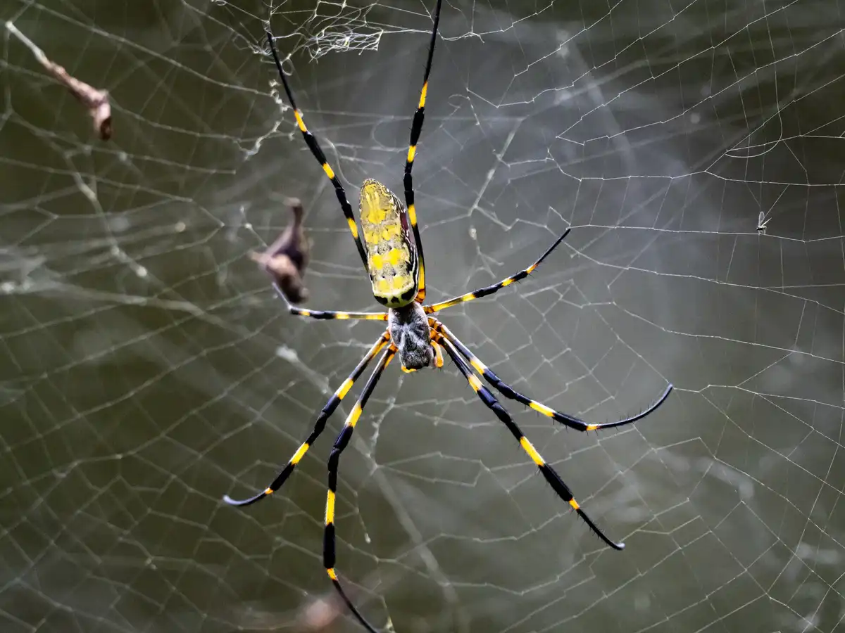 Arañas Joro venenosas flotantes gigantes están listas para invadir el noreste este verano