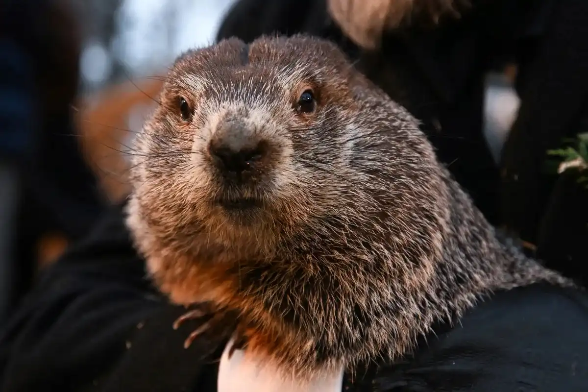 Día de la Marmota 2024: ¿Cuándo sale la marmota? Aspectos clave que debes saber