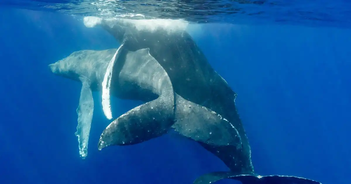 Las ballenas jorobadas se involucran en un comportamiento homosexual observado por primera vez