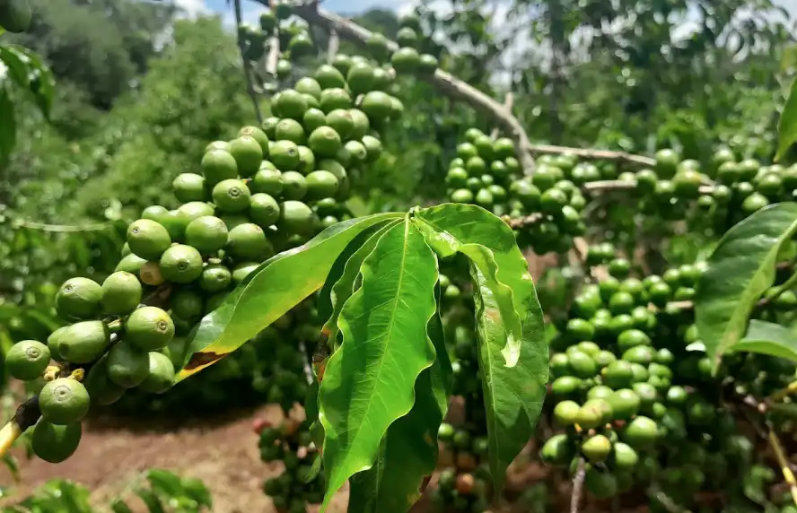 El acuerdo de café entre Kenia y Colombia impulsa las ganancias y la producción de los agricultores