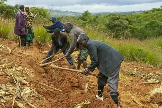 Un experimento agrícola en Malawi aumenta los rendimientos del maíz y mejora el suelo