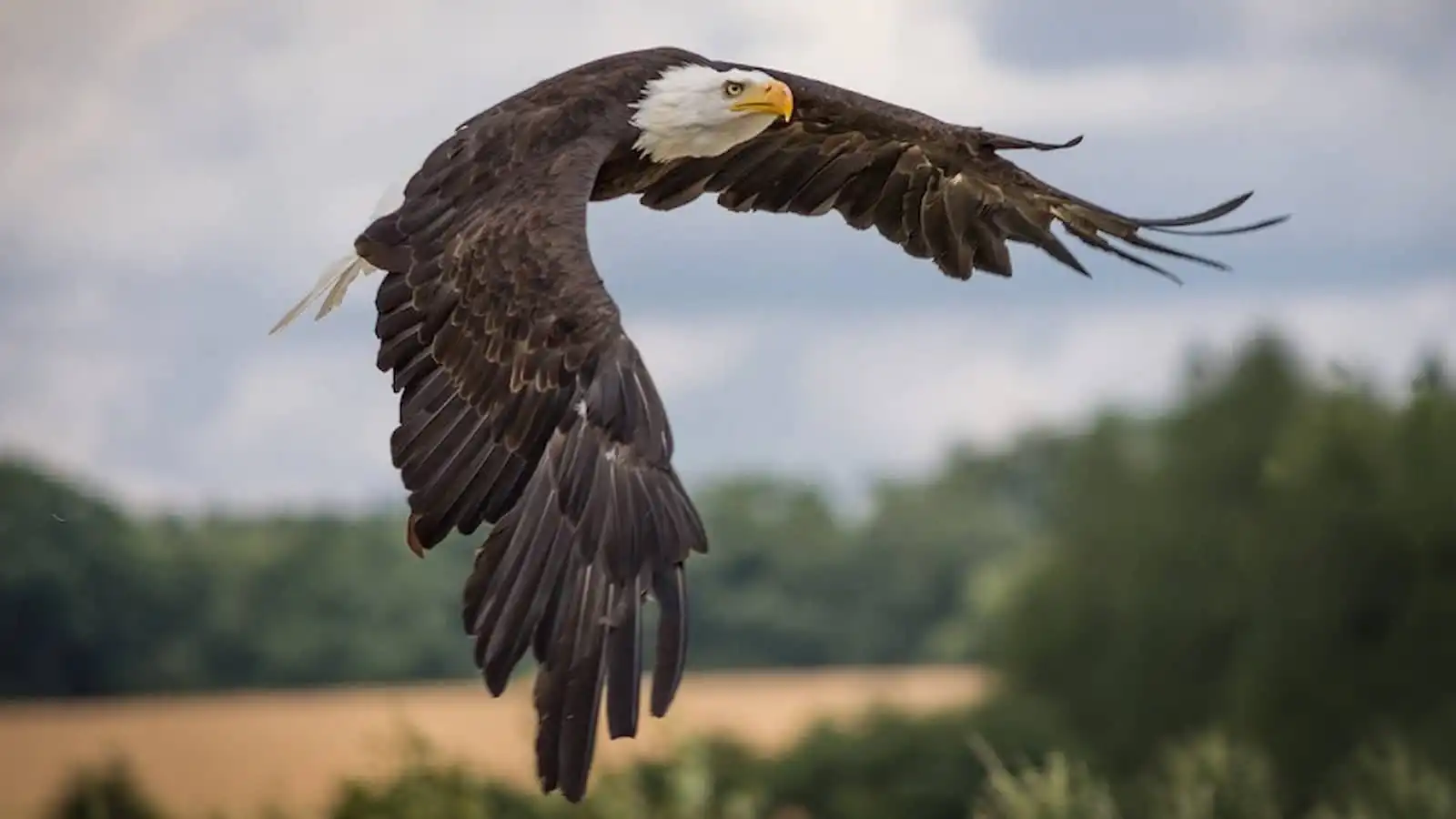 Día Nacional de Salvar a las Águilas 2024: actividades, historia, preguntas frecuentes, fechas y datos