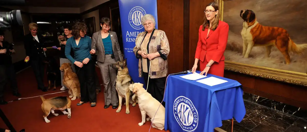 Nueva raza de perro Heeler de Lancashire reconocida oficialmente