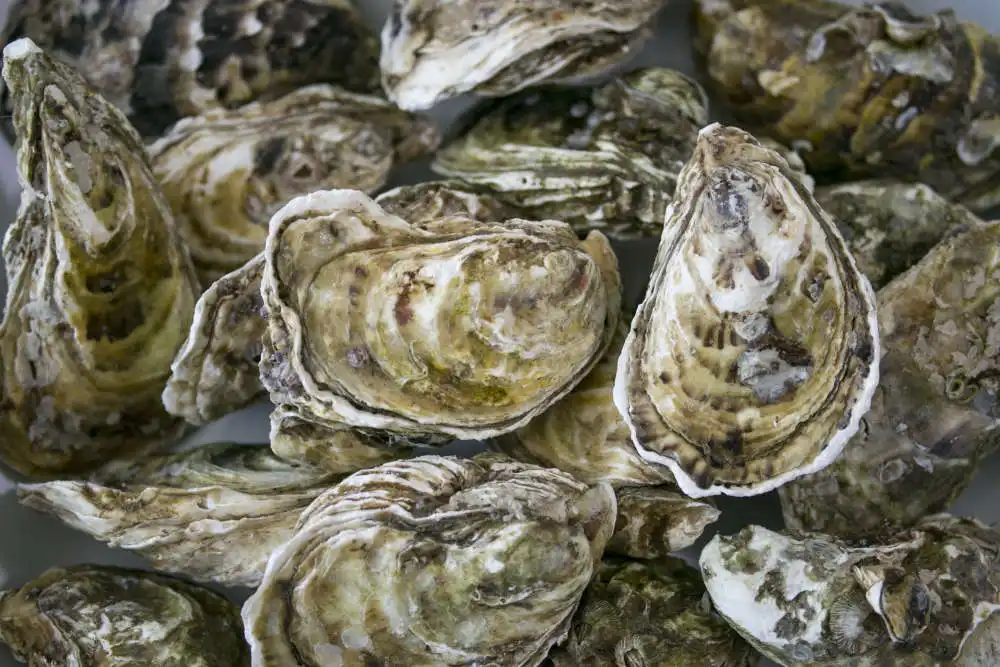 Ours To Protect Semana 36: Proyecto de ostras de la bahía de Dublín