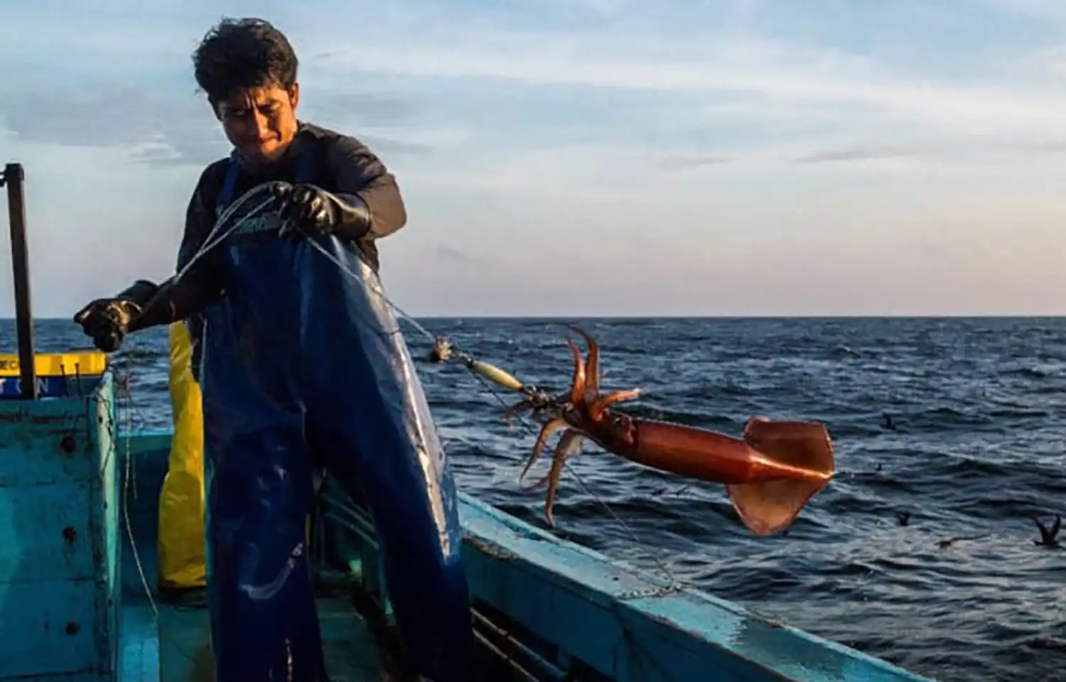 Perú combatirá la pesca INDNR y protegerá la pesquería de calamar con decreto de emergencia