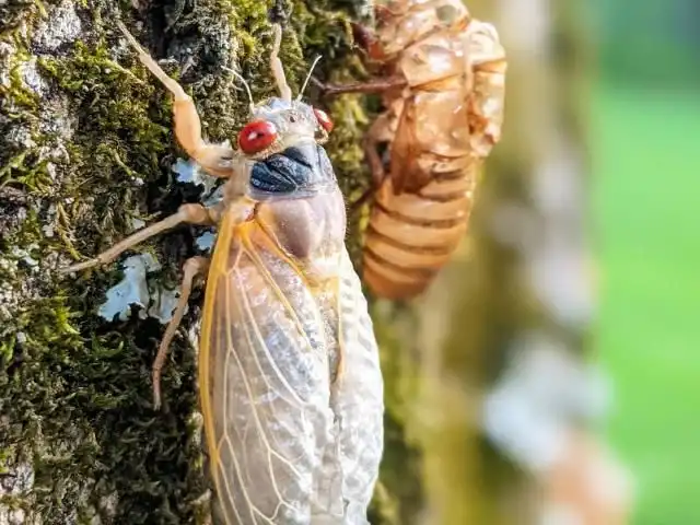 Residents in North Carolina mistake cicadas for car alarms, call police