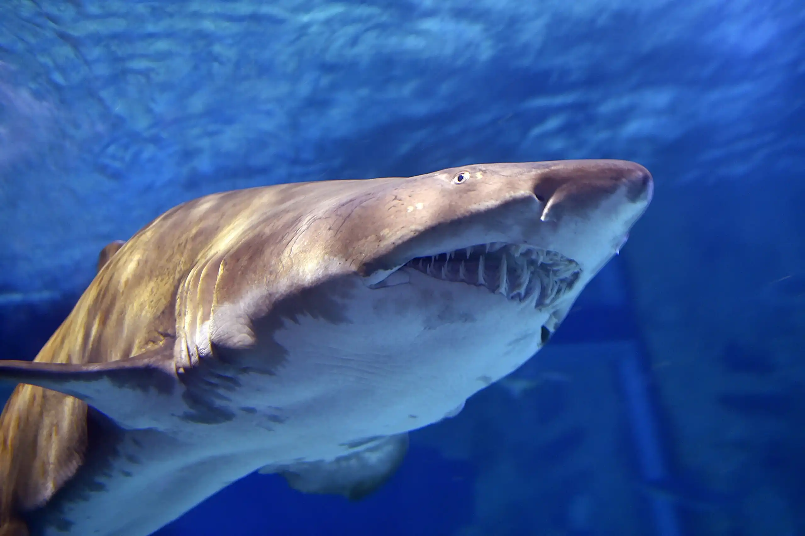 Tiburón tigre vomita equidna: científicos australianos conmocionados
